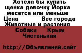 Хотела бы купить щенка девочку Йорка 2 месетса или меньше › Цена ­ 5 000 - Все города Животные и растения » Собаки   . Крым,Чистенькая